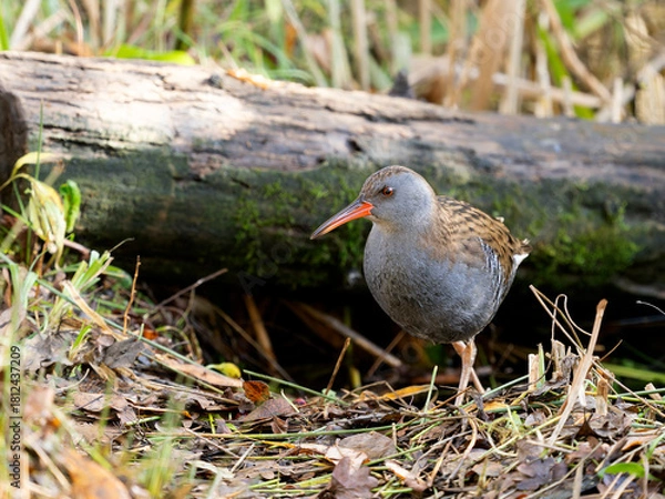 Obraz Water rail, Rallus aquaticus
