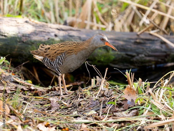 Obraz Water rail, Rallus aquaticus