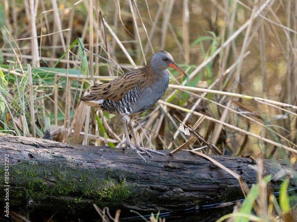 Obraz Water rail, Rallus aquaticus