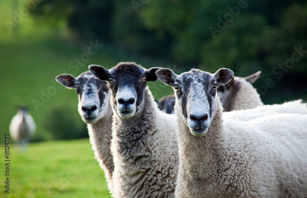 Obraz Three sheep in a row - focus on the right sheep