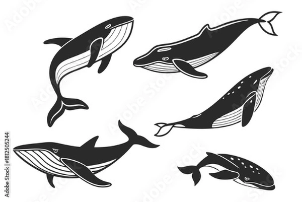 Obraz Minimalist whale line icon set with ocean elements
