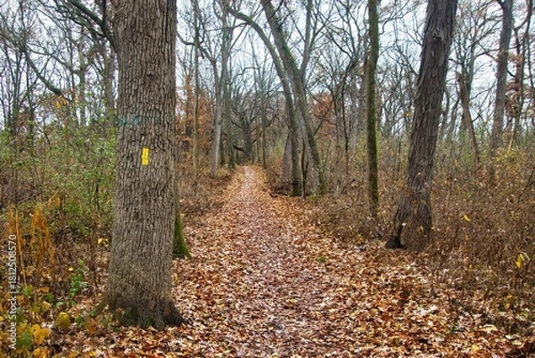 Obraz A yellow marker on a tree along the Storrs Lake Segment of the Ice Age Trail as viewed on a late-Autumn day near Milton, Wisconsin.