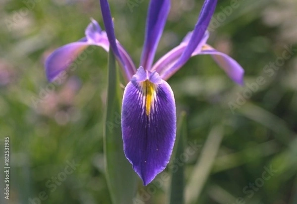 Obraz Iris hexagona - Blue Flag Iris Blooming
