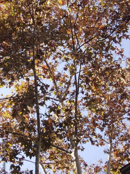 Fototapeta autumn trees with leaves under blue sky