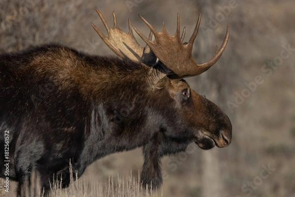 Obraz Close-up side view of Beautiful Moose