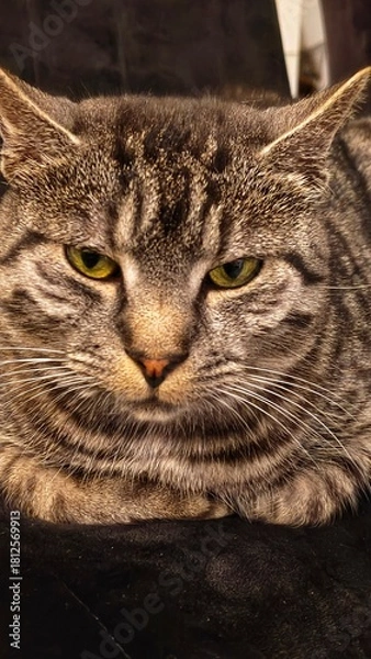 Obraz Mój przyjaciel kot 