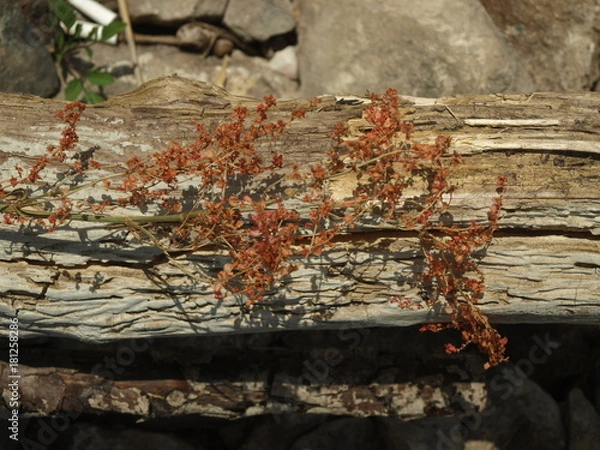 Obraz OLYMPUS DIGITAL CAMERA