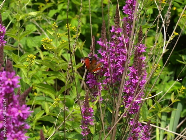 Obraz OLYMPUS DIGITAL CAMERA