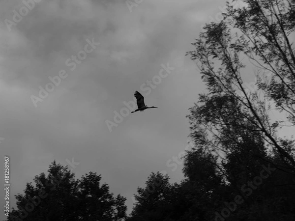 Fototapeta OLYMPUS DIGITAL CAMERA