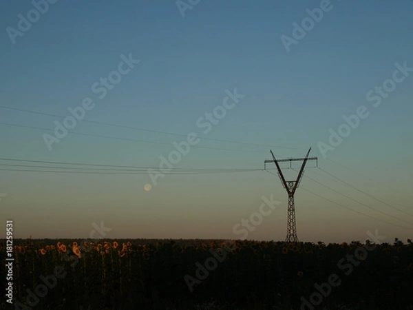 Fototapeta OLYMPUS DIGITAL CAMERA