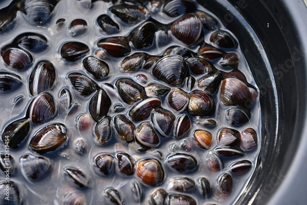 Obraz 十三湖で採れたシジミ（青森県）