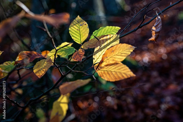 Fototapeta Mixed green and yellow leaves illuminated by sunlight
Close-up of mixed green and yellow autumn leaves with sunlight filtering through the forest.

