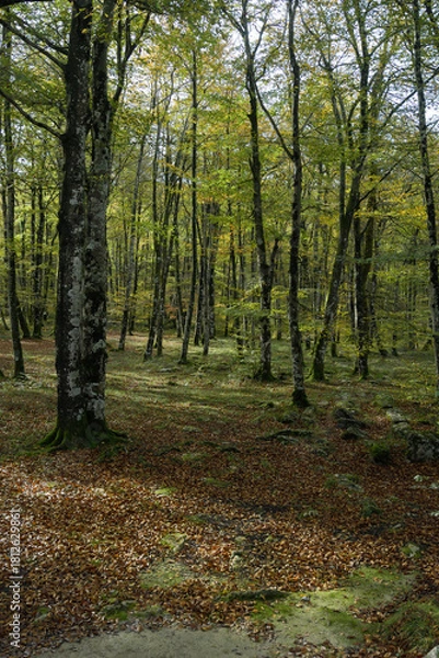 Obraz Beech trees and beech forest in autumn backlit