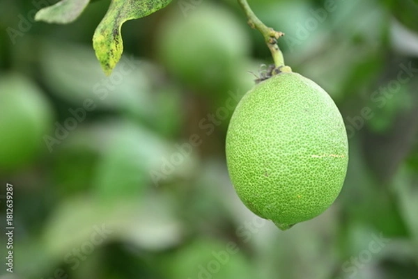 Obraz 白根グレープガーデンの果樹園に実るレモン（新潟県新潟市）