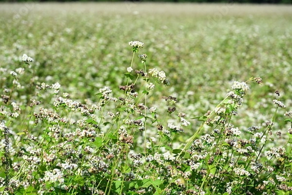 Obraz 猿楽台地に広がるそば畑の風景（福島県下郷町）