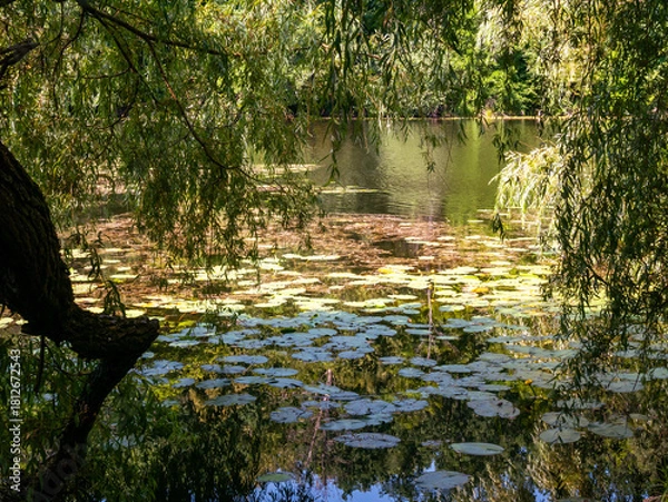 Obraz Forest like view