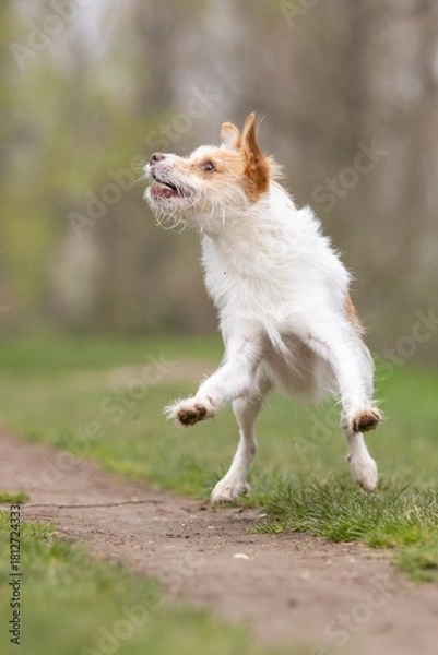 Fototapeta Terrier mi tBall