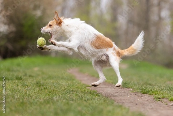 Fototapeta Terrier mi tBall