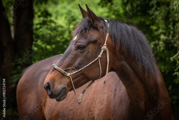 Fototapeta Pferdeportrait