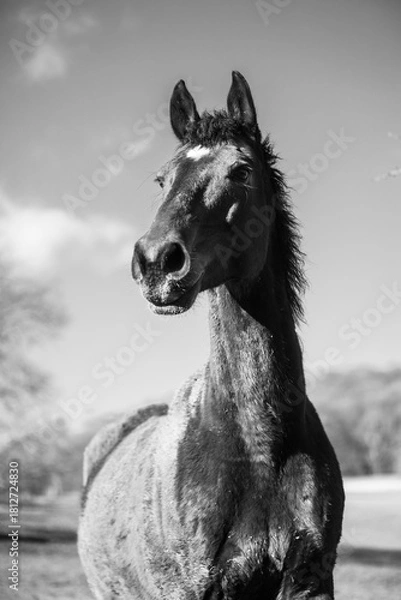 Fototapeta Pferdeportrait