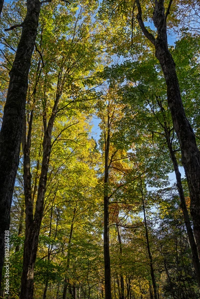 Obraz Fall canopy in Dundas Valley Conservation Area trail with red, yellow and green leaves glowing in the sun in middle autumn season.
