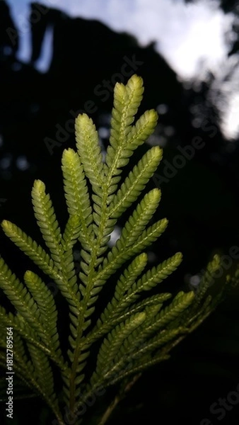 Fototapeta Textured plant leaves background. Photo shot in the forest. Perfect for documentaries about tropical rainforests and World Nature Conservation Day on July 28th.