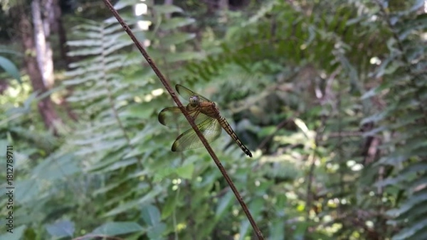 Fototapeta Dragonfly (Odonata : Anisoptera) perched on plant stems. World Environment Day on June 5th. World Wildlife Conservation Day on December 4th. World Nature Conservation Day on July 28th.