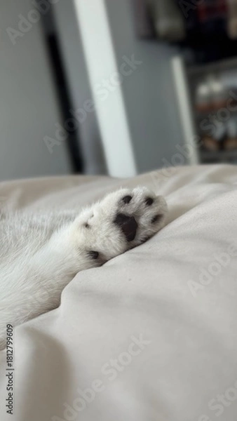 Fototapeta A close-up shot of a small cat paw, resting on a soft light color blanket. The fur is white, and the paw pads are black