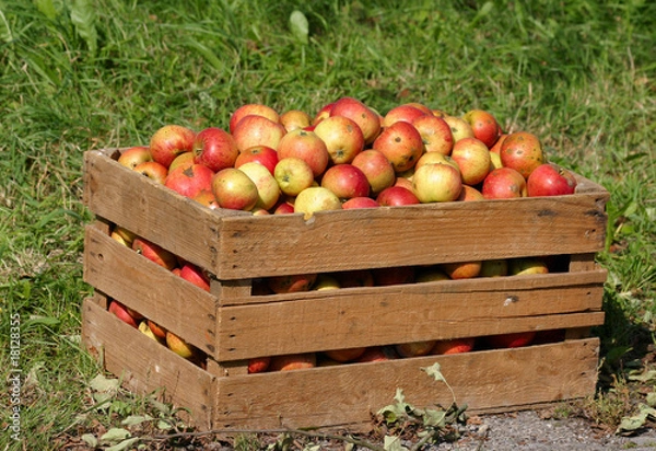 Fototapeta Red farmer's apples in a wooden box