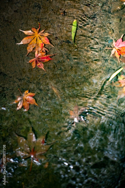 Fototapeta 鎌倉251112　海蔵寺3　もみじ