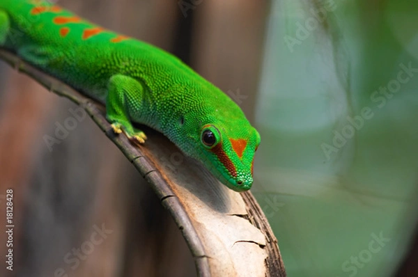 Fototapeta Madagascar giant day gecko in Zurich Zoo