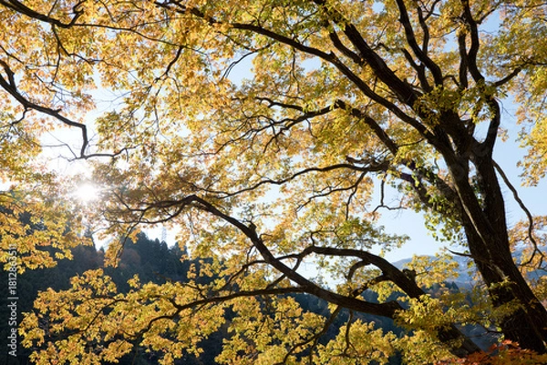 Fototapeta 宇奈月温泉やまびこ展望台の黄葉