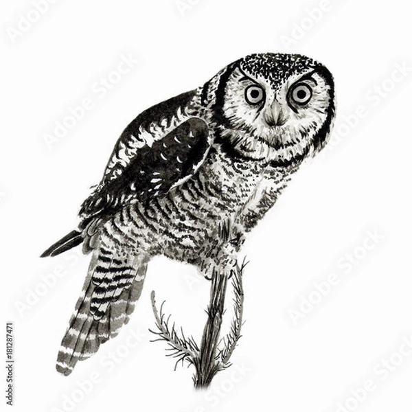 Fototapeta Рисунок тушь кистью "Сова"