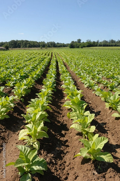 Obraz culture du tabac