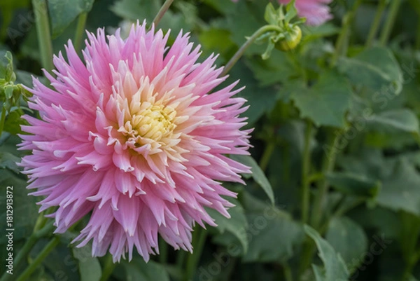 Fototapeta Hirschgeweih-Dahlie, Sorte Just Married