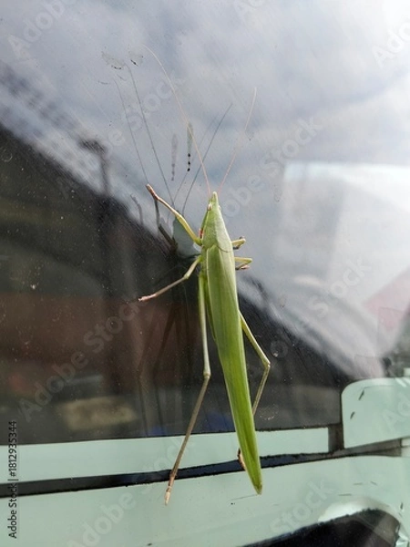 Obraz praying mantis on the ground