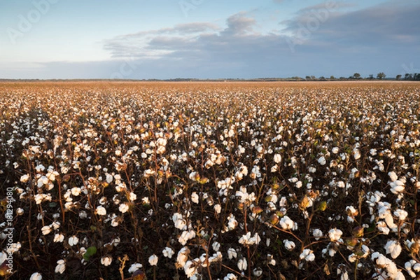Obraz cotton field