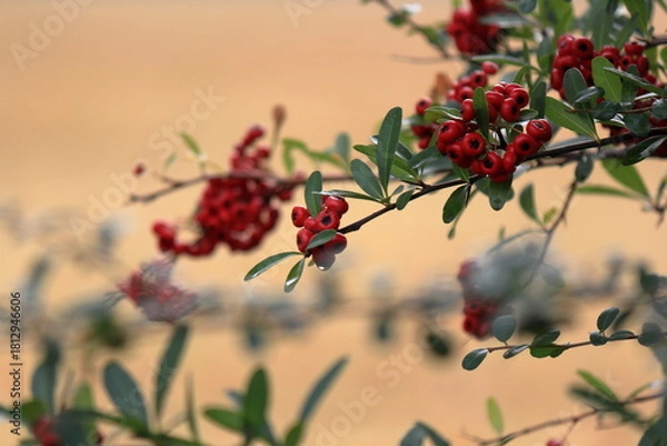 Obraz 赤い実をつけたピラカンサ