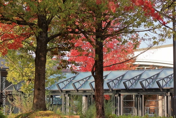 Fototapeta 紅葉のある風景