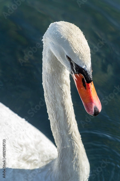 Obraz Mute swan