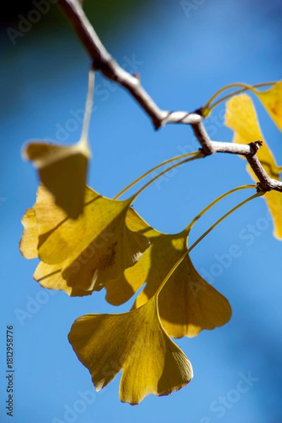Obraz Ginkgo leaves