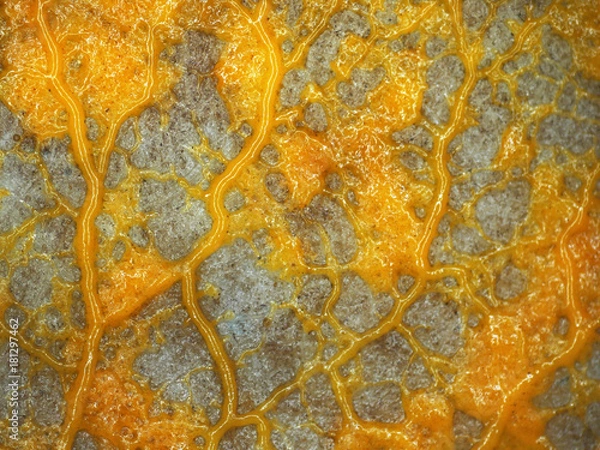 Obraz A veiny yellow plasmodium of a Physarum slime mold, or myxomycete, is crawling and moving on a substrate. Slime moulds are special organisms that gather from many microscopic unicellular amoebae