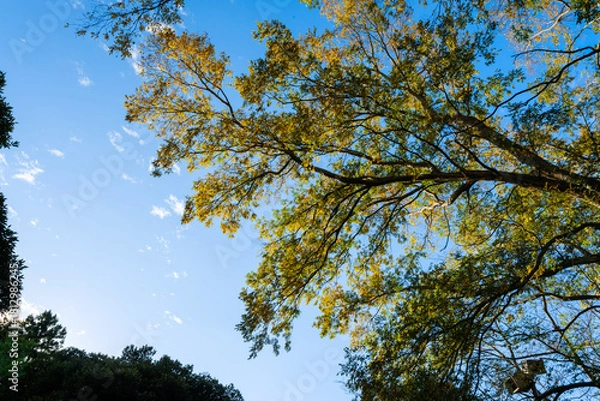 Obraz 散歩の途中で見つけた秋の風景