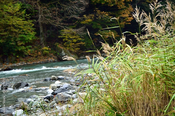 Fototapeta 秋の奥多摩 日原川 川原