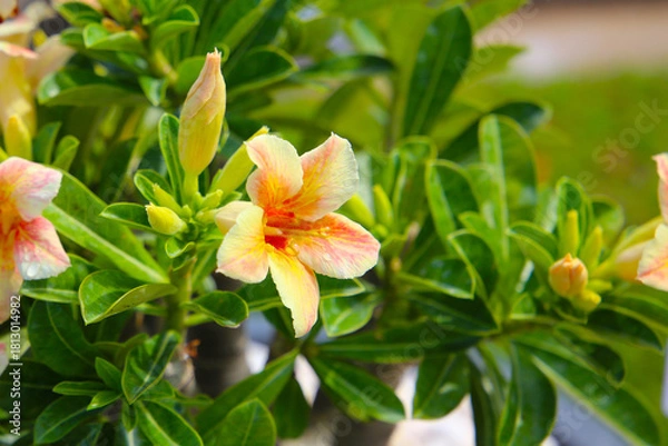 Fototapeta Adenium obesum, Desert rose flowers in full bloom.