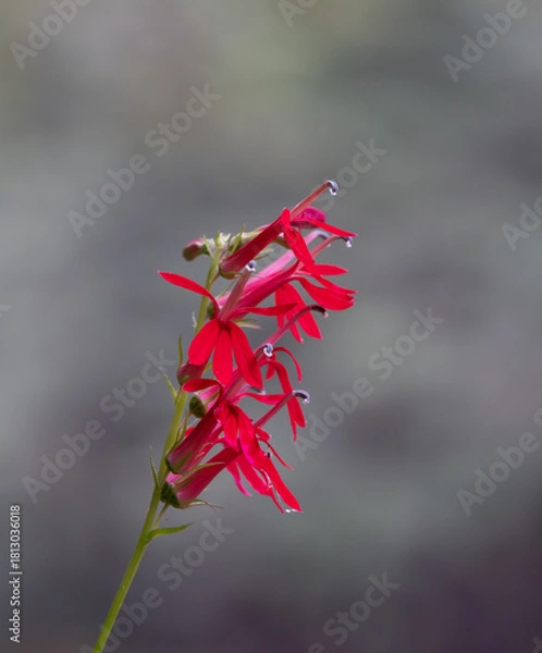 Fototapeta Close Up of a Cardinal Flower in Full Bloom Against a Gray Background
