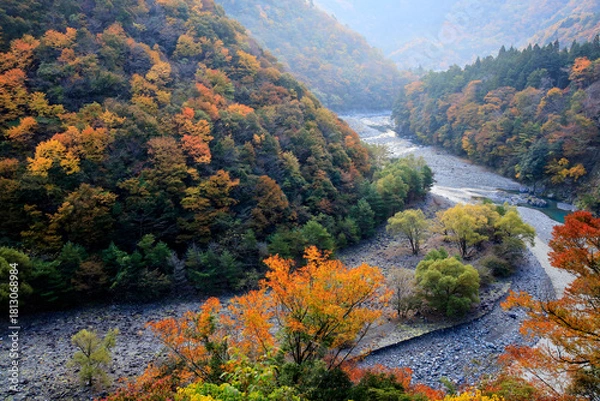 Obraz 落葉に染まる