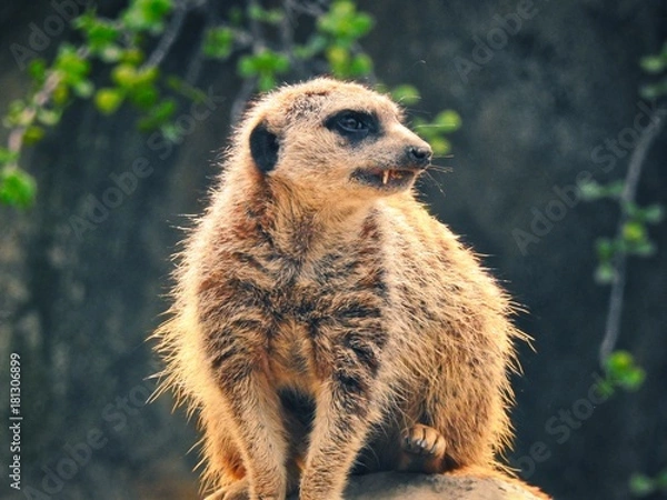 Obraz Meerkat Closeup