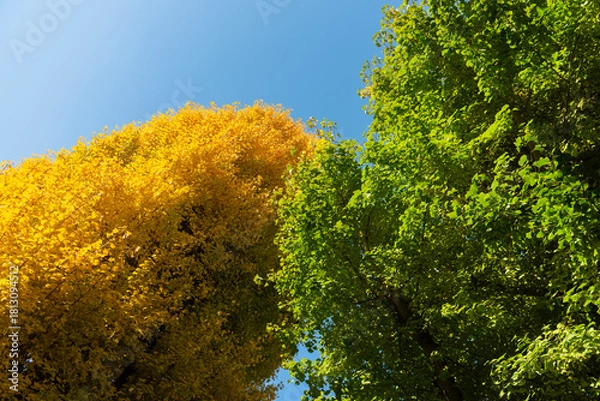 Obraz 紅葉の季節、黄色と緑色の銀杏の木