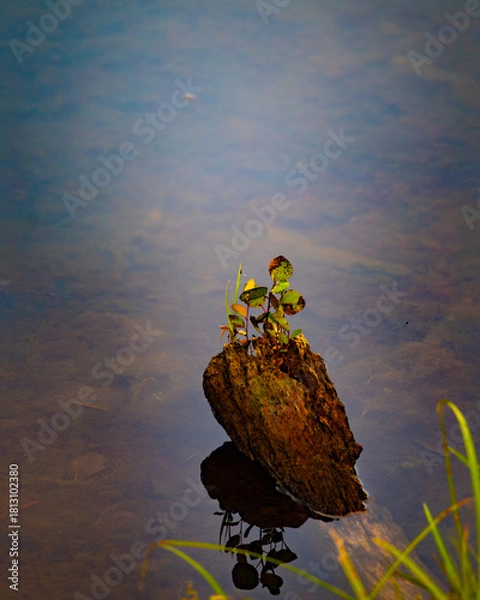 Obraz a very small tree in water